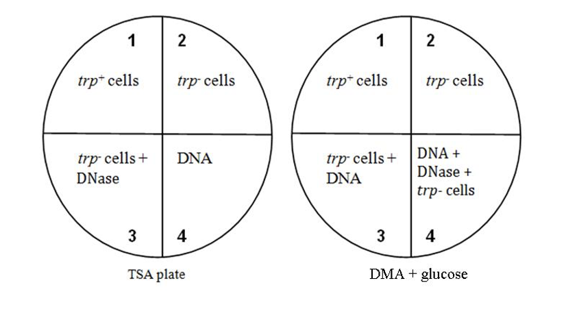 1
trpt cells
trp- cells +
DNase
3
2
trp-cells
DNA
4
TSA plate
1
trpt cells
trp- cells +
DNA
3
2
trp- cells
DNA +
DNase +
trp- cells
4
DMA + glucose