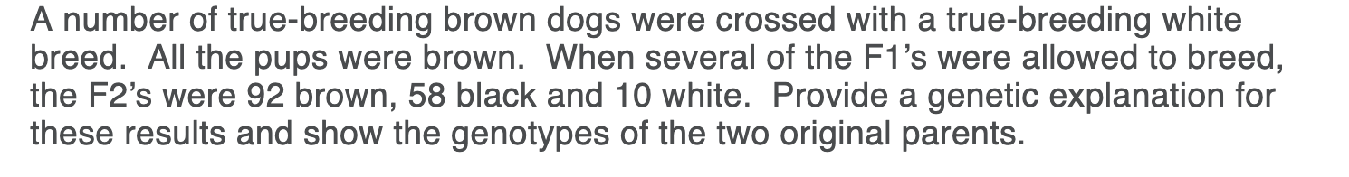 A number of true-breeding brown dogs were crossed with a true-breeding white
breed. All the pups were brown. When several of the F1's were allowed to breed,
the F2's were 92 brown, 58 black and 10 white. Provide a genetic explanation for
these results and show the genotypes of the two original parents.
