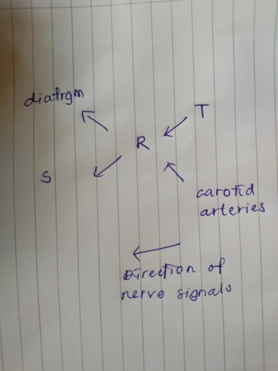 diatrgm
IT
R
carotid
arteries
Bireefion of
nerve signalo
