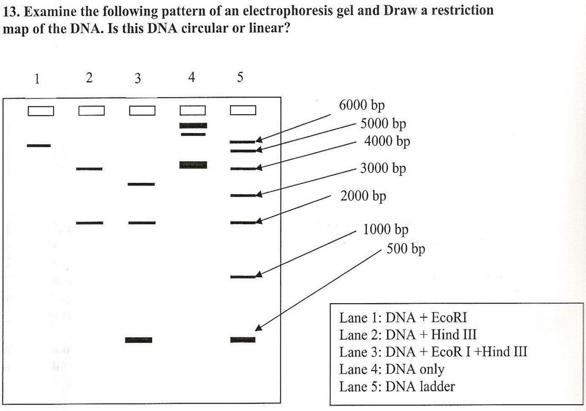 13. Examine the following pattern of an electrophoresis gel and Draw a restriction
map of the DNA. Is this DNA circular or linear?
1
2
1
3
0
4 5
6000 bp
5000 bp
4000 bp
3000 bp
2000 bp
1000 bp
500 bp
Lane 1: DNA + EcoRI
Lane 2: DNA + Hind III
Lane 3: DNA + EcoR I +Hind III
Lane 4: DNA only
Lane 5: DNA ladder