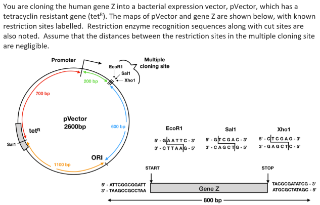You are cloning the human gene Z into a bacterial expression vector, pVector, which has a
tetracyclin resistant gene (tet). The maps of pVector and gene Z are shown below, with known
restriction sites labelled. Restriction enzyme recognition sequences along with cut sites are
also noted. Assume that the distances between the restriction sites in the multiple cloning site
are negligible.
Multiple
cloning site
Promoter
EcoR1
Salt
200 bp
Xho1
700 bp
pVector
2600bp
600 bp
EcoR1
Sal1
Xho1
tetR
5' - alA ATTC-3 5 - arcaAC-3
3 -CTTAAla -5
5' - CTCGAG-3
3-CAGCT|G - 5 3.GAGC T|C - 5
Sal1
ORI
1100 bp
START
STOP
5' - ATTCGGCGGATT
TACGCGATATCG - 3'
3'- ТАAGCCGCСТАА
Gene Z
ATGCGCTATAGC - 5'
800 bp
