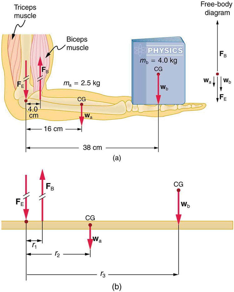 Free-body
diagram
Triceps
muscle
Biceps
´muscle
PHYSICS
FB
m, = 4.0 kg
CG
FB
Wa
Wb
FE
ma = 2.5 kg
Wb
FE
CG
4.0
cm
Wa
16 cm
38 cm
(a)
CG
FB
F
Wb
CG
w.
la
(b)
