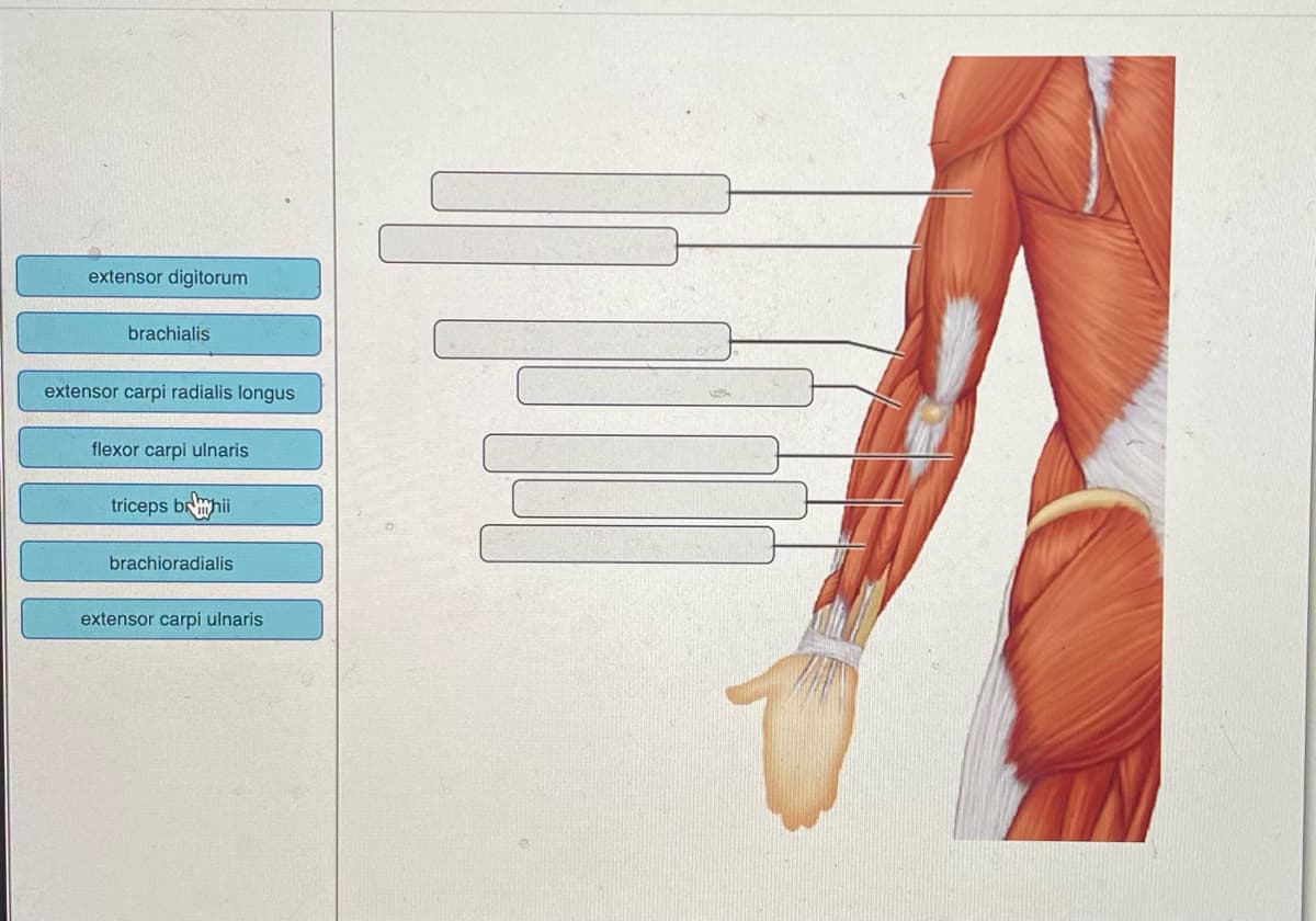 extensor digitorum
brachialis
extensor carpi radialis longus
flexor carpi ulnaris
triceps brhii
brachioradialis
extensor carpi ulnaris
