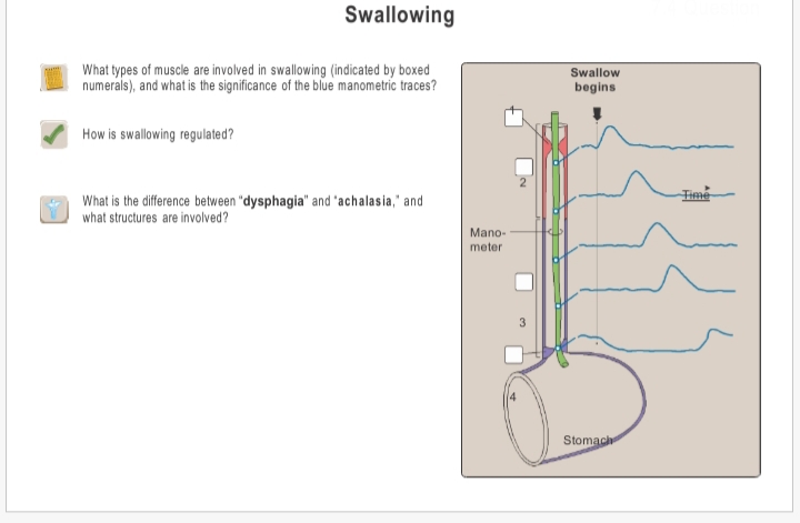 What types of muscle are involved in swallowing (indicated by boxed
numerals), and what is the significance of the blue manometric traces?
Swallow
begins
How is swallowing regulated?
Fime
What is the difference between "dysphagia" and 'achalasia," and
what structures are involved?
Mano-
meter
Stomach
