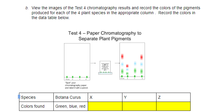 b. View the images of the Test 4 chromatography results and record the colors of the pigments
produced for each of the 4 plant species in the appropriate column . Record the colors in
the data table below.
Test 4 – Paper Chromatography to
Separate Plant Pigments
"Spof your
chromatography papar
and label it wth a penci.
Ispecies
Botana Curus
Y
Colors found
Green, blue, red
N
