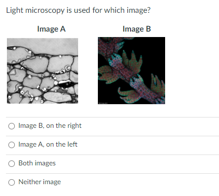Light microscopy is used for which image?
Image A
Image B
Image B, on the right
O Image A, on the left
Both images
O Neither image
