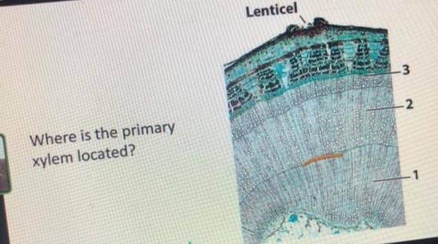 Lenticel
-3
Where is the primary
-2
xylem located?
1
