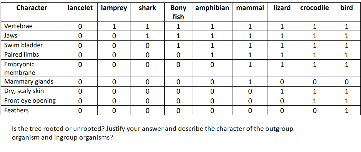 Character
Vertebrae
Jaws
Swim bladder
Paired limbs
Embryonic
membrane
Mammary glands
Dry, scaly skin
Front eye opening
Feathers
lancelet lamprey shark
OOOOO
0
0
0
0
OOOO
0
0
0
0
1
oooo
LLOOO
1100
0
0
0
1
0
1
0
0
000
OOOO
0
0
0
Bony amphibian mammal
fish
0
1
Oooo
0
0
0
0
1
1
1
1
0
0
0
0
0
1
1
1
1
1
1
0
0
0
lizard crocodile bird
1
1
1
1
1
OLOO
0
1
0
0
Is the tree rooted or unrooted? Justify your answer and describe the character of the outgroup
organism and ingroup organisms?
1
1
1
1
1
0
1
1
lo
0
1
1
1
1
1
0
1
1
1