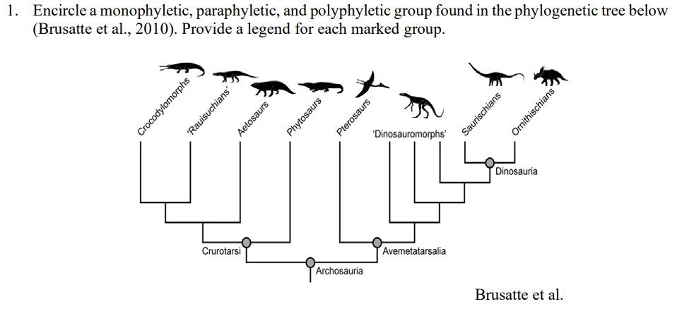 1. Encircle a monophyletic, paraphyletic, and polyphyletic group found in the phylogenetic tree below
(Brusatte et al., 2010). Provide a legend for each marked group.
Crocodylomorphs
'Rauisuchians'
Crurotarsi
Aetosaurs
Phytosaurs
Archosauria
Pterosaurs
'Dinosauromorphs'
Avemetatarsalia
Saurischians
Dinosauria
Ornithischians
Brusatte et al.