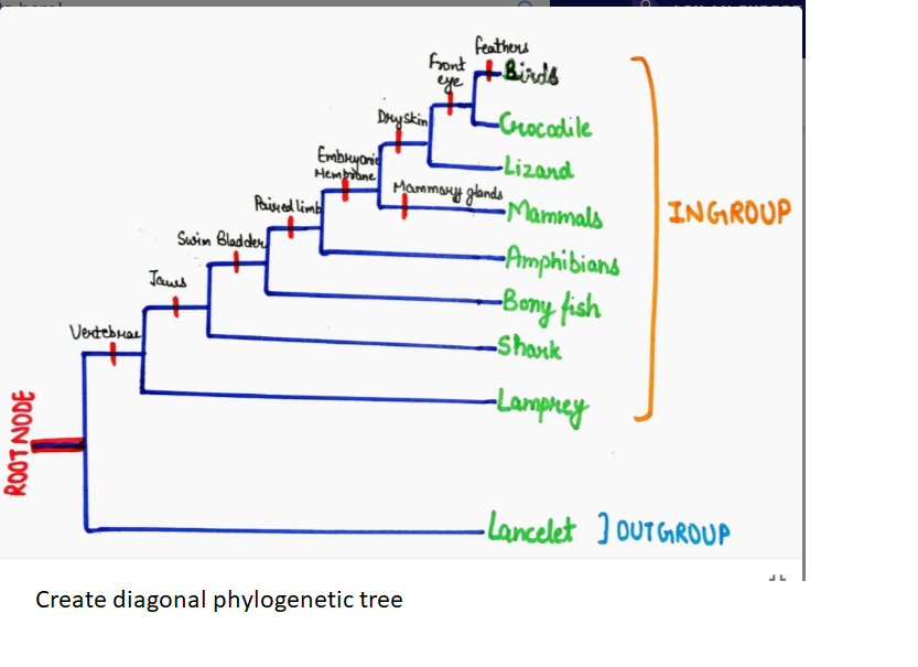 ROOT NODE
Vertebral
Swim Bladder
James
Paired limb
feathers
Front +Birds
eye
Dry Skin
Embryonic
Membrane Mammary glands
Create diagonal phylogenetic tree
-Crocodile
-Lizard
•Mammals
-Amphibians
-Bony fish
-Shark
-Lamprey
INGROUP
-Lancelet OUTGROUP
JL