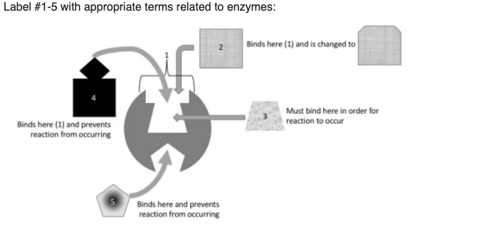 Label #1-5 with appropriate terms related to enzymes:
Binds here (1) and is changed to
2
Must bind here in order for
reaction to occur
Binds here (1) and prevents
reaction from occurring
Binds here and prevents
reaction from occurring
