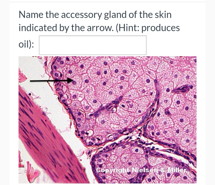 Name the accessory gland of the skin
indicated by the arrow. (Hint: produces
oil):
Copyright Nielsen & Miller
