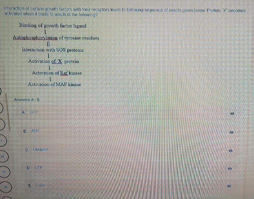 Interaction of certain growth factors with their receptors leads to following sequence of events given below. Protein X becomes
activated when it binds to which of the following?
Binding of growth factor ligand
Autophosphorylation of tyrosine residues
Interaction with SOS proteins
Activation of X protein
Activation of Raf kinase
Activation of MAP kinase
O
34
35
36
Answers A-E
A GTP
B ATP
CUbiquitin
DUTP
E Ca2+
O
O
O