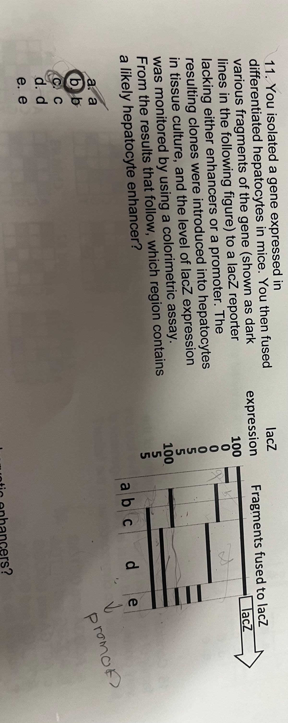 11. You isolated a gene expressed in
differentiated hepatocytes in mice. You then fused
various fragments of the gene (shown as dark
lines in the following figure) to a lacZ reporter
lacking either enhancers or a promoter. The
resulting clones were introduced into hepatocytes
in tissue culture, and the level of lacZ expression
was monitored by using a colorimetric assay.
From the results that follow, which region contains
a likely hepatocyte enhancer?
a. a
a
b b
C
1
d. d
e. e
lacz
expression
100
gooonnons
0
0
5
5
100
5
5
Fragments fused to lacz
lacz
S
d e
✓
abc
promon