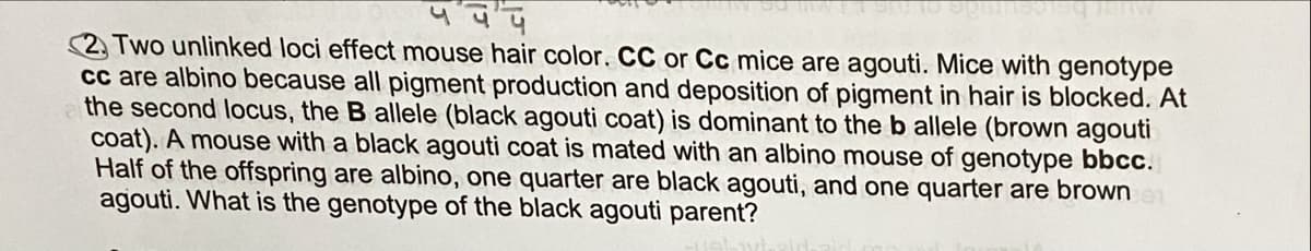 2. Two unlinked loci effect mouse hair color. CC or Cc mice are agouti. Mice with genotype
cc are albino because all pigment production and deposition of pigment in hair is blocked. At
the second locus, the B allele (black agouti coat) is dominant to the b allele (brown agouti
coat). A mouse with a black agouti coat is mated with an albino mouse of genotype bbcc.
Half of the offspring are albino, one quarter are black agouti, and one quarter are brown
agouti. What is the genotype of the black agouti parent?
