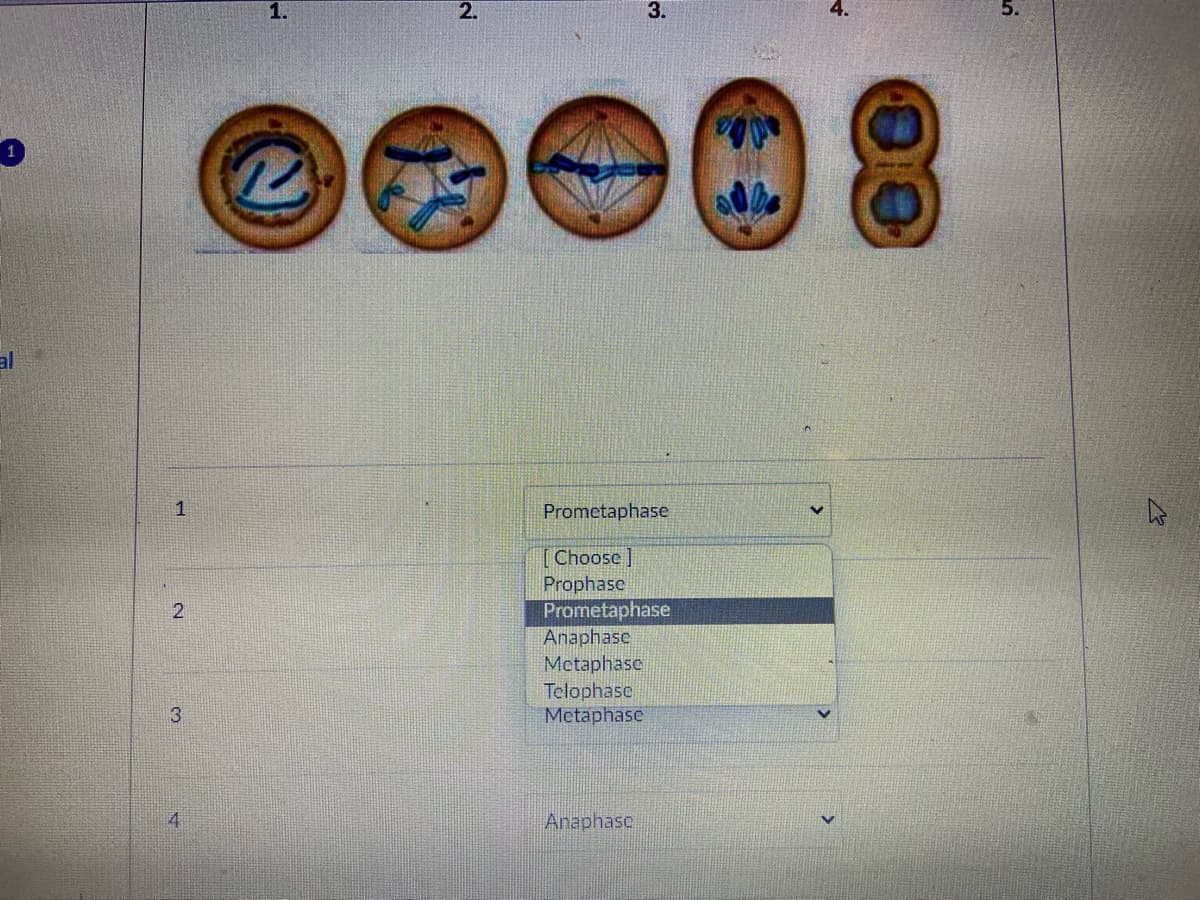 2.
3.
Prometaphase
[Choose ]
Prophase
Prometaphase
Anaphase
Metaphase
Telophase
Mctaphase
3
Anaphase
