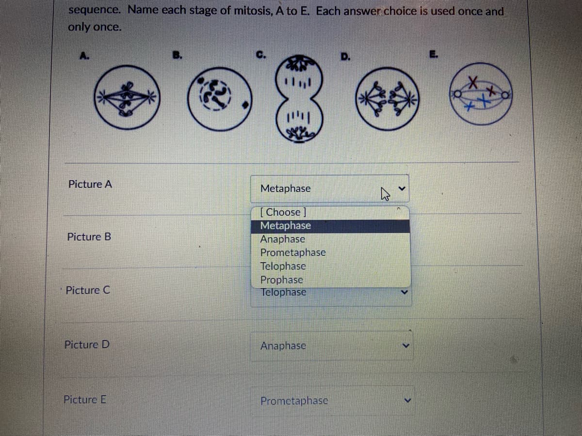 sequence. Name each stage of mitosis, A to E. Each answer choice
only once.
used once and
Picture A
Metaphase
[Choose ]
Metaphase
Anaphase
Prometaphase
Telophase
Prophase
Telophase
Picture B
Picture C
Picture D
Anaphase
Picture El
Promctaphase
