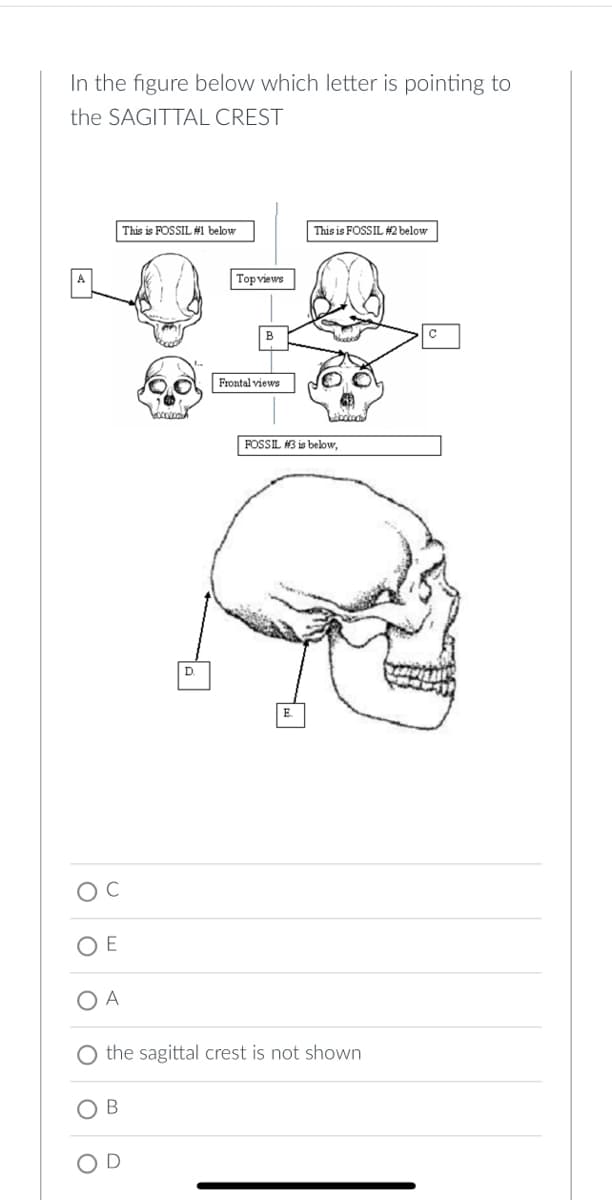 In the figure below which letter is pointing to
the SAGITTAL CREST
C
OE
This is FOSSIL #1 below
B
Bocca
D.
Top views
Frontal views
This is FOSSIL #2 below
occoc
FOSSIL #3 is below,
the sagittal crest is not shown