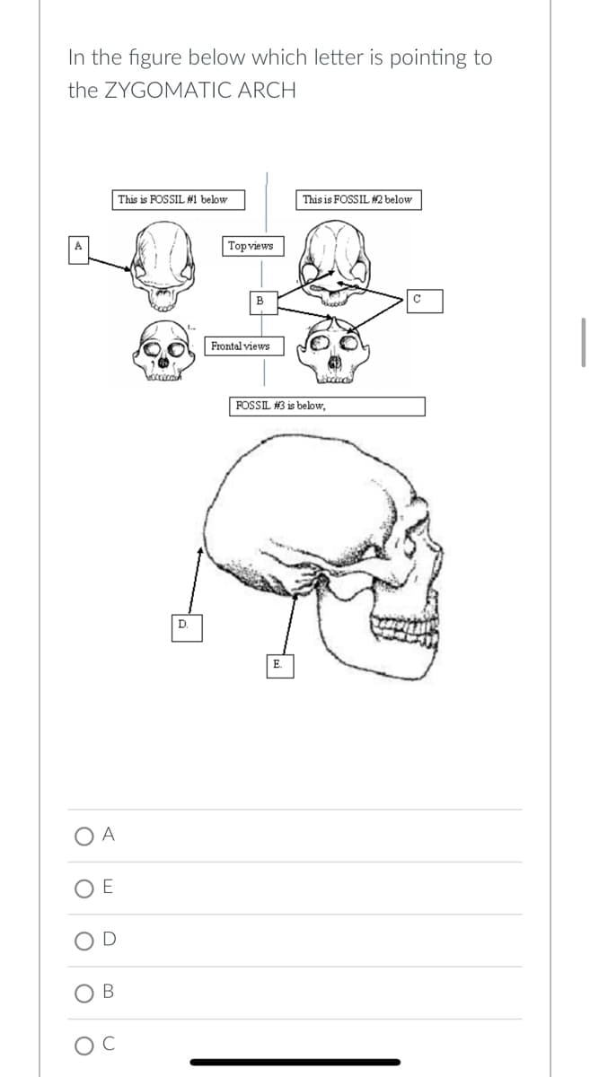 In the figure below which letter is pointing to
the ZYGOMATIC ARCH
O A
E
This is FOSSIL #1 below
bococoa
D
Top views
B
Frontal views
This is FOSSIL #2 below
bockact
FOSSIL #3 is below,
C