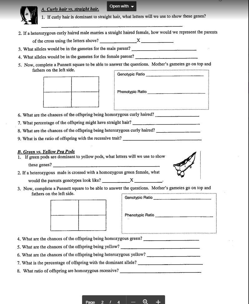 Open with
A. Curly hair vs, straight hair.
1. If curly hair is dominant to straight hair, what letters will we use to show these genes?
2. If a heterozygous curly haired male marries a straight haired female, how would we represent the parents
of the cross using the letters above?
3. What aileles would be in the gametes for the male parent?
4. What alleles would be in the gametes for the female parent?
5. Now, complete a Punnett square to be able to answer the questions. Mother's gametes go on top and
fathers on the left side.
Genotypic Ratio
Phenotypic Ratio
6. What are the chances of the offspring being homozygous curly haired?
7. What percentage of the offspring might have straight hair?
8. What are the chances of the offspring being heterozygous curly haired?
9. What is the ratio of offspring with the recessive trait?
B. Green vs. Yellow Pea Pods
1. If green pods are dominant to yellow pods, what letters will we use to show
these genes?
2. If a heterozygous male is crossed with a homozygous green female, what
would the parents genotypes look like?
3. Now, complete a Punnett square to be able to answer the questions. Mother's gametes go on top and
fathers on the left side.
Genotypic Ratio
Phenotypic Ratio
4. What are the chances of the offspring being homozygous green?
5. What are the chances of the offspring being yellow?
6. What are the chances of the offspring being heterozygous yellow?
7. What is the percentage of offspring with the dominant allele?
8. What ratio of offspring are homozygous recessive?
Page
4
+
