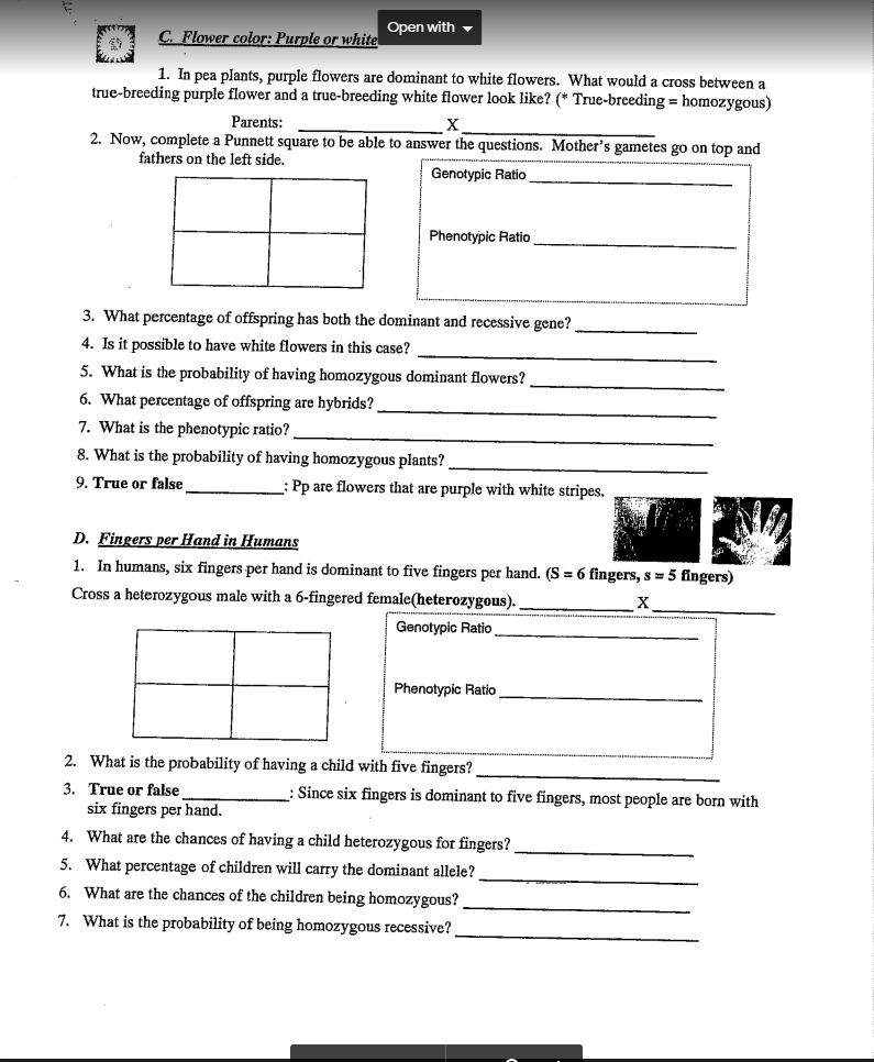 Open with -
C. Flower color: Purple or white
1. In pea plants, purple flowers are dominant to white flowers. What would a cross between a
true-breeding purple flower and a true-breeding white flower look like? (* True-breeding = homozygous)
Parents:
2. Now, complete a Punnett square to be able to answer the questions. Mother's gametes go on top and
fathers on the left side,
Genotypic Ratio
Phenotypic Ratio
3. What percentage of offspring has both the dominant and recessive gene?
4. Is it possible to have white flowers in this case?
5. What is the probability of having homozygous dominant flowers?
6. What percentage of offspring are hybrids?
7. What is the phenotypic ratio?.
8. What is the probability of having homozygous plants?
9. True or false
: Pp are flowers that are purple with white stripes.
D. Fingers per Hand in Humans
1. In humans, six fingers per hand is dominant to five fingers per hand. (S = 6 fingers, s = 5 fingers)
Cross a heterozygous male with a 6-fingered female(heterozygous).
Genotypic Ratio
Phenotypic Ratio
2. What is the probability of having a child with five fingers?
3. True or false
six fingers per hand.
Since six fingers is dominant to five fingers, most people are born with
4. What are the chances of having a child heterozygous for fingers?
5. What percentage of children will carry the dominant allele?
6. What are the chances of the children being homozygous?
7. What is the probability of being homozygous recessive?
