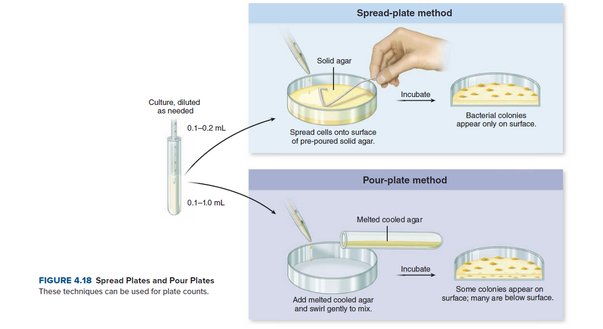Spread-plate method
Solid agar
Incubate
Culture, diluted
as needed
Bacterial colonies
0.1-0.2 mL
appear only on surface.
Spread cells onto surface
of pre-poured solid agar.
Pour-plate method
0.1-1.0 mL
Melted cooled agar
Incubate
FIGURE 4.18 Spread Plates and Pour Plates
Some colonies appear on
surface; many are below surface.
These techniques can be used for plate counts.
Add melted cooled agar
and swirl gently to mix.
