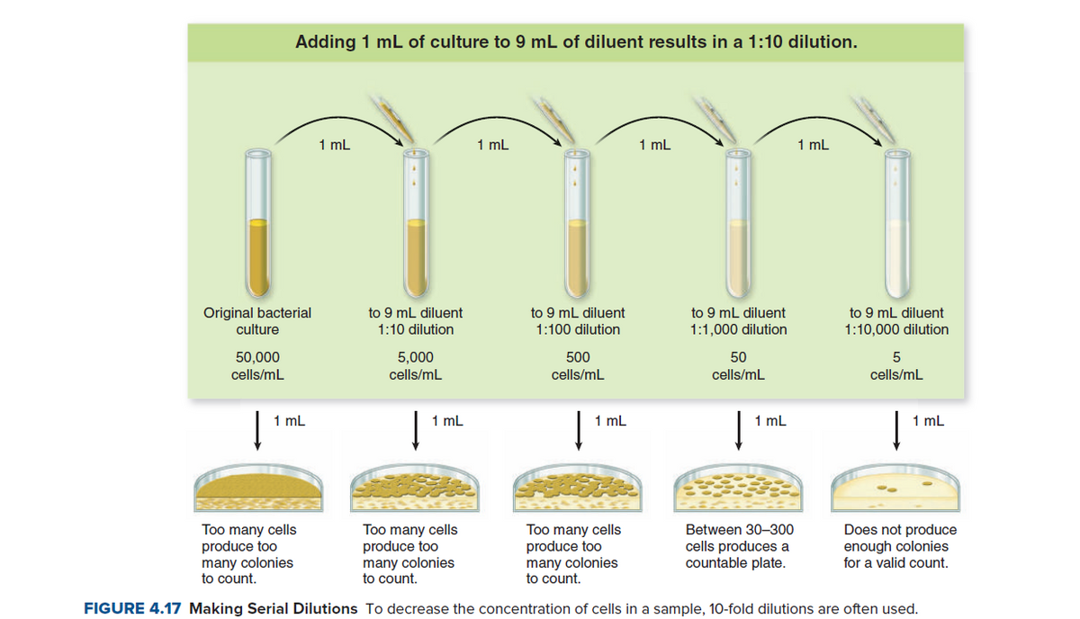 Adding 1 mL of culture to 9 mL of diluent results in a 1:10 dilution.
1 mL
1 mL
1 mL
1 mL
Original bacterial
culture
to 9 mL diluent
to 9 mL diluent
to 9 mL diluent
to 9 mL diluent
1:10 dilution
1:100 dilution
1:1,000 dilution
1:10,000 dilution
50,000
5,000
500
50
cells/mL
cells/mL
cells/mL
cells/mL
cells/mL
1 mL
1 mL
1 mL
1 mL
1 mL
Too many cells
produce too
many colonies
to count.
Too many cells
produce too
many colonies
to count.
Too many cells
produce too
many colonies
to count.
Does not produce
enough colonies
for a valid count.
Between 30-300
cells produces a
countable plate.
FIGURE 4.17 Making Serial Dilutions To decrease the concentration of cells in a sample, 10-fold dilutions are often used.
