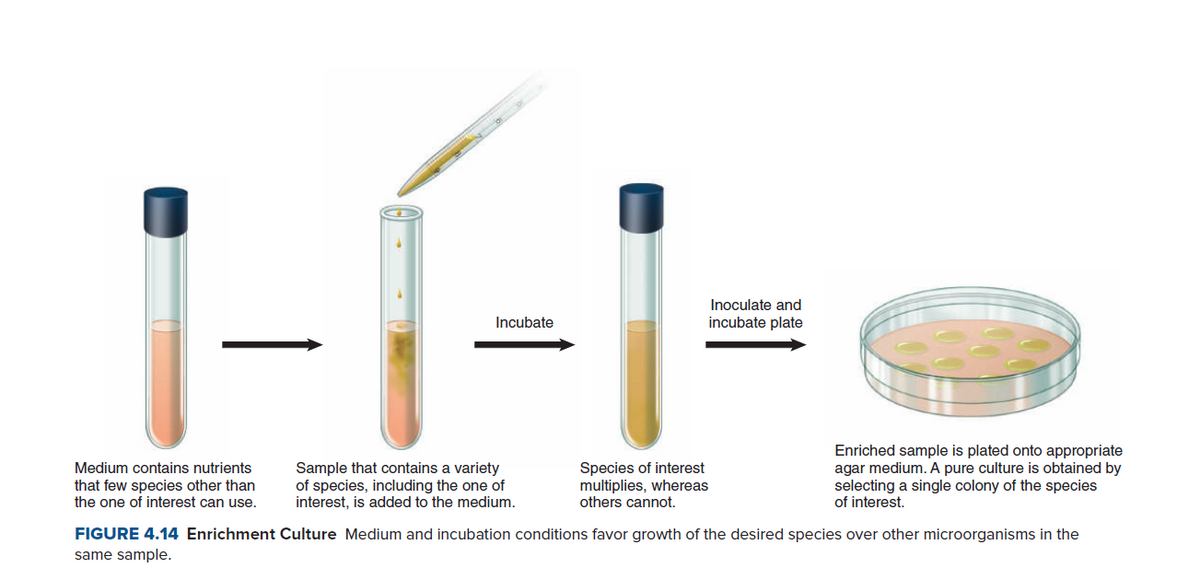 1-Í-
Inoculate and
Incubate
incubate plate
Species of interest
multiplies, whereas
others cannot.
Enriched sample is plated onto appropriate
agar medium. A pure culture is obtained by
selecting a single colony of the species
of interest.
Medium contains nutrients
that few species other than
the one of interest can use.
Sample that contains a variety
of species, including the one of
interest, is added to the medium.
FIGURE 4.14 Enrichment Culture Medium and incubation conditions favor growth of the desired species over other microorganisms in the
same sample.
