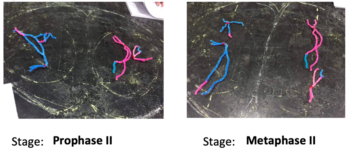 Stage: Prophase II
Stage: Metaphase II
