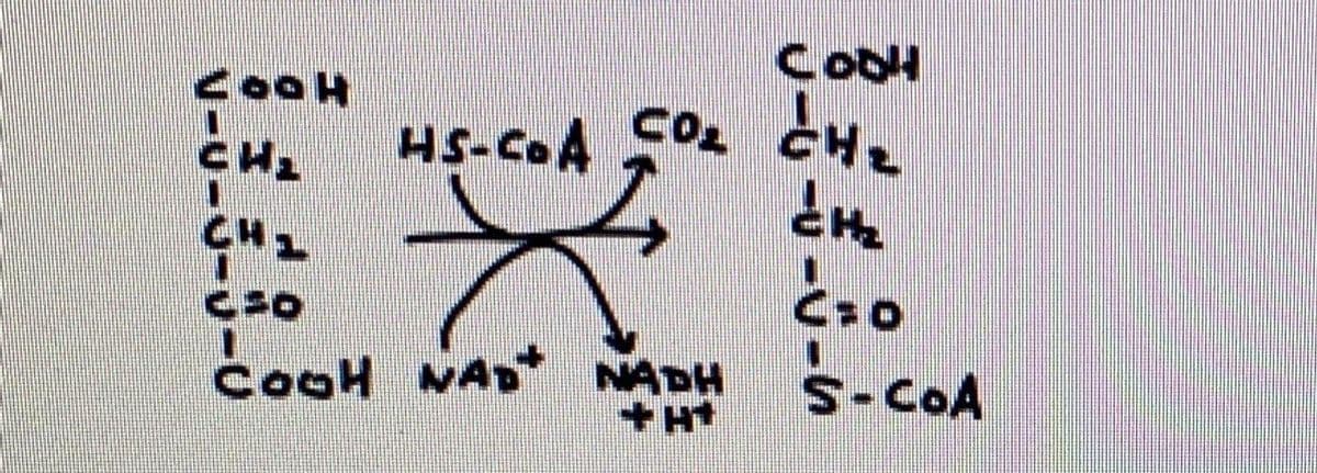 Cool
CH₂ HS-CoA CO₂ CH₂
CH₂
CHL
C=0
S-COA
HOOD
כם
COOH NAD NADH
+H+