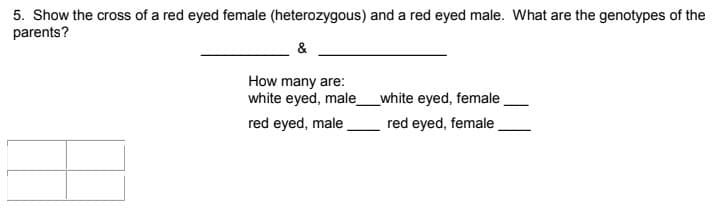 5. Show the cross of a red eyed female (heterozygous) and a red eyed male. What are the genotypes of the
parents?
How many are:
white eyed, male
red eyed, male
white eyed, female
red eyed, female
