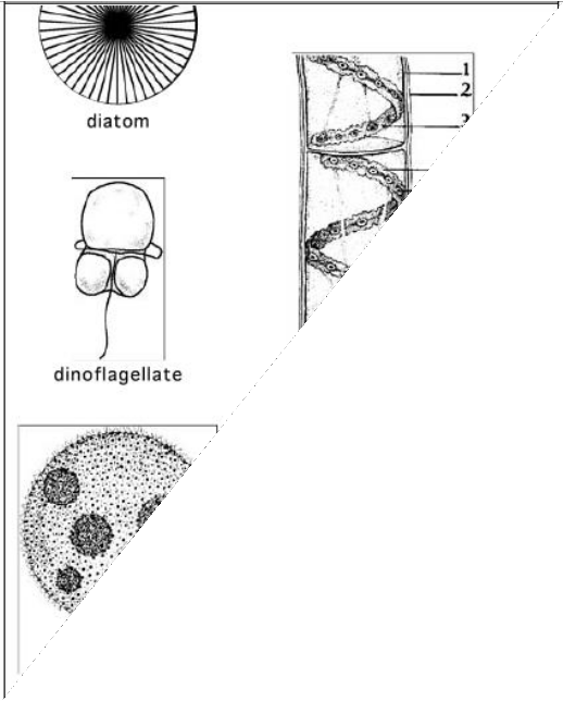 .2
diatom
dinoflagellate
