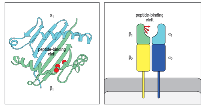 peptide-binding
cleft
peptide-binding
cleft
P2
