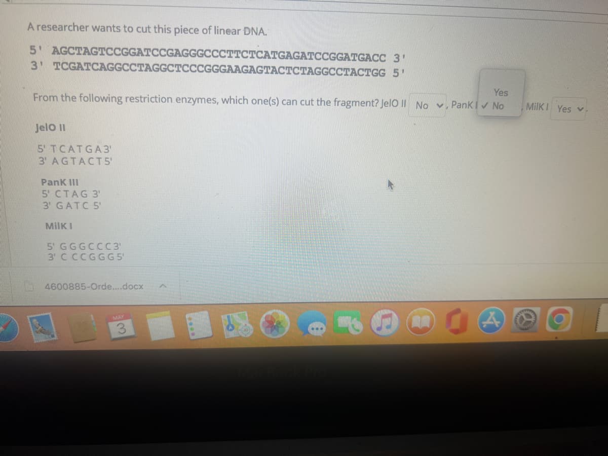 A researcher wants to cut this piece of linear DNA.
5 AGCTAGTCCGGATCCGAGGGCCCTTCTCATGAGATCCGGATGACC 3'
3 TCGATCAGGCCTAGGCTCCCGGGAAGAGTACTCTAGGCCTACTGG 5'
Yes
From the following restriction enzymes, which one(s) can cut the fragment? Jelo II No v, PankI No
MilKI Yes v
JelOII
5 TCATGA 3'
3' AGTACT5'
PanK III
5' CTAG 3'
3' GATC 5'
MilK I
5' GGGCCC3'
3' C CCGGG5'
4600885-Orde....docx
MAY
