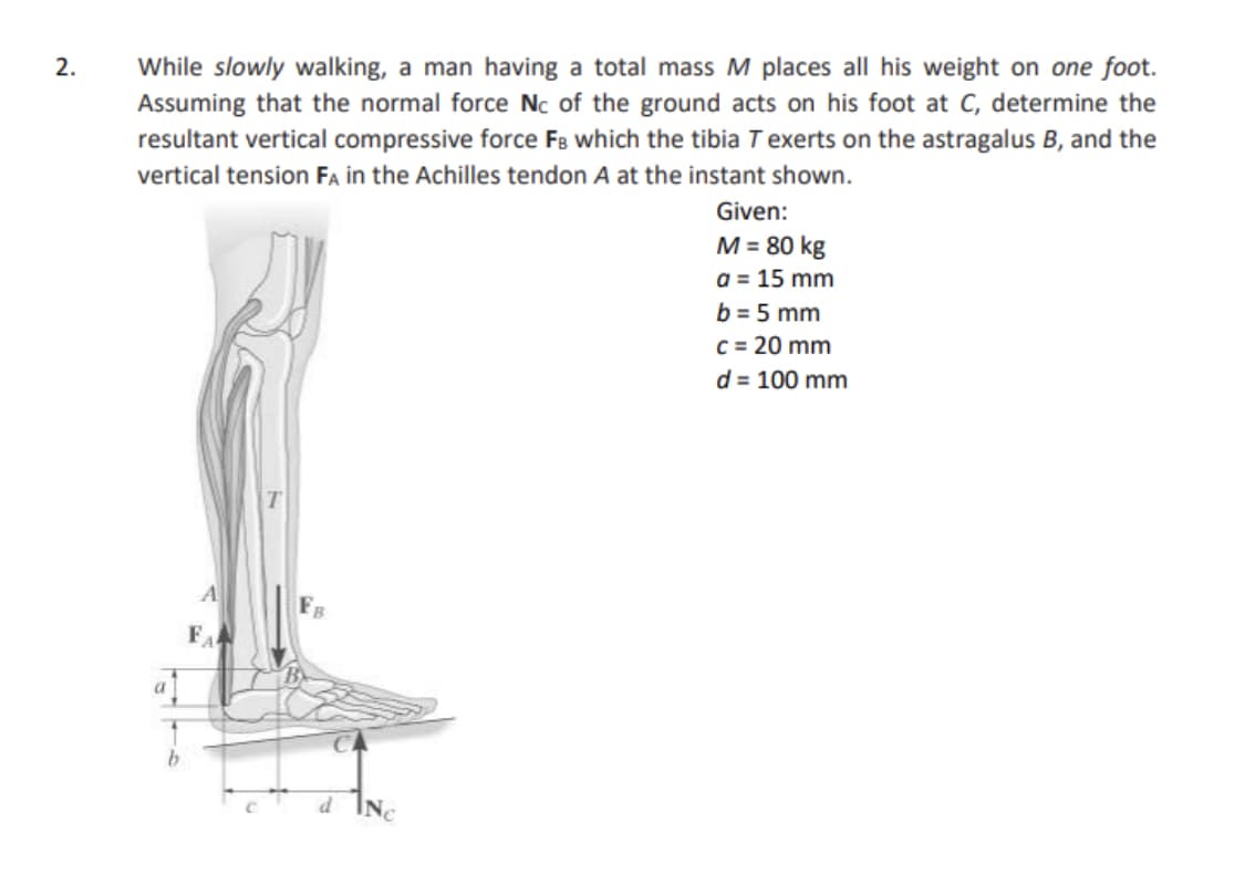 While slowly walking, a man having a total mass M places all his weight on one foot.
Assuming that the normal force Nc of the ground acts on his foot at C, determine the
resultant vertical compressive force F8 which the tibia T exerts on the astragalus B, and the
vertical tension FA in the Achilles tendon A at the instant shown.
2.
Given:
M = 80 kg
a = 15 mm
b = 5 mm
C = 20 mm
d = 100 mm
FA
