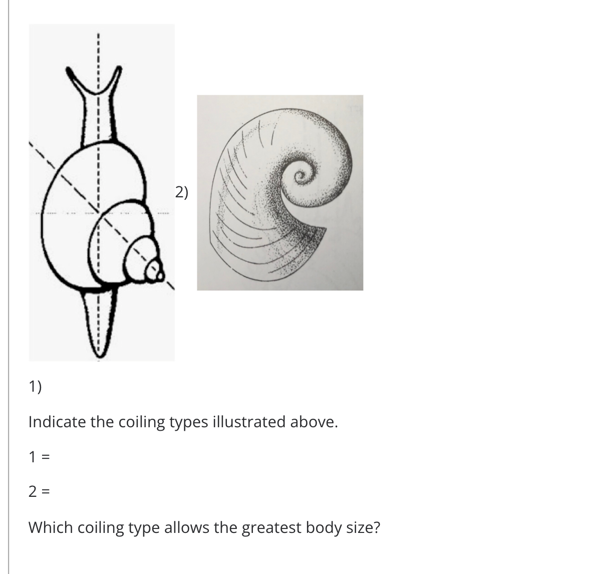 2)
1)
Indicate the coiling types illustrated above.
%D
2 =
Which coiling type allows the greatest body size?
