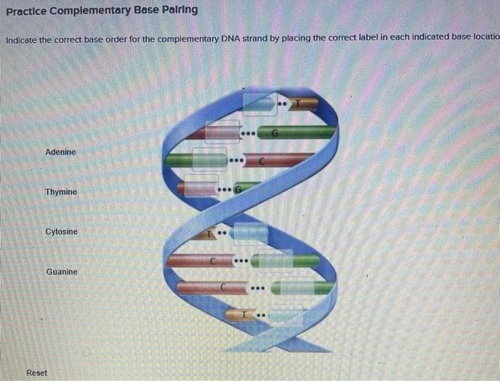 Practice Complementary Base Palring
Indicate the correct base order for the complementary DNA strand by placing the correct label in each indicated base locatio
Adenine
Thymine
Cytosine
Guanine
Reset
