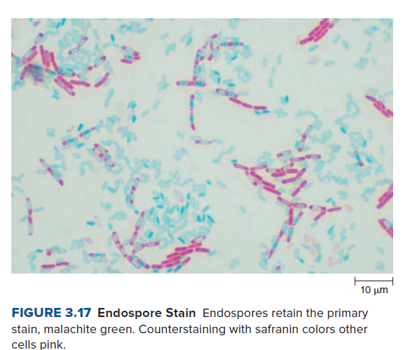 10 μη
FIGURE 3.17 Endospore Stain Endospores retain the primary
stain, malachite green. Counterstaining with safranin colors other
cells pink.
