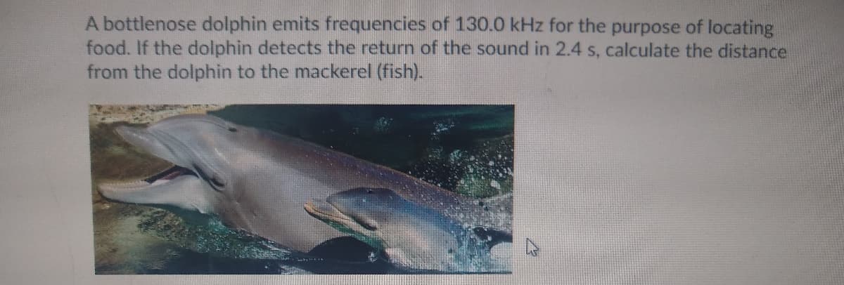 A bottlenose dolphin emits frequencies of 130.0 kHz for the purpose of locating
food. If the dolphin detects the return of the sound in 2.4 s, calculate the distance
from the dolphin to the mackerel (fish).
