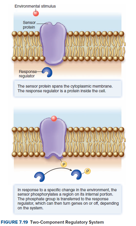 Environmental stimulus
Sensor.
protein
Response-
regulator
The sensor protein spans the cytoplasmic membrane.
The response regulator is a protein inside the cell.
P
In response to a specific change in the environment, the
sensor phosphorylates a region on its internal portion.
The phosphate group is transferred to the response
regulator, which can then turn genes on or off, depending
on the system.
FIGURE 7.19 Two-Component Regulatory System
