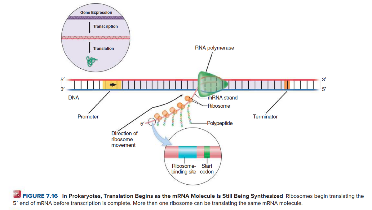 Gene Expression
VAVAVAVAAVAVAVAY
Transcription
Translation
RNA polymerase
5'
3'
3'
5'
DNA
-MRNA strand
-Ribosome
Promoter
Terminator
5'
-Polypeptide
Direction of
ribosome
movement
Ribosome- Start
binding site codon
O FIGURE 7.16 In Prokaryotes, Translation Begins as the mRNA Molecule Is Still Being Synthesized Ribosomes begin translating the
5' end of MRNA before transcription is complete. More than one ribosome can be translating the same mRNA molecule.
