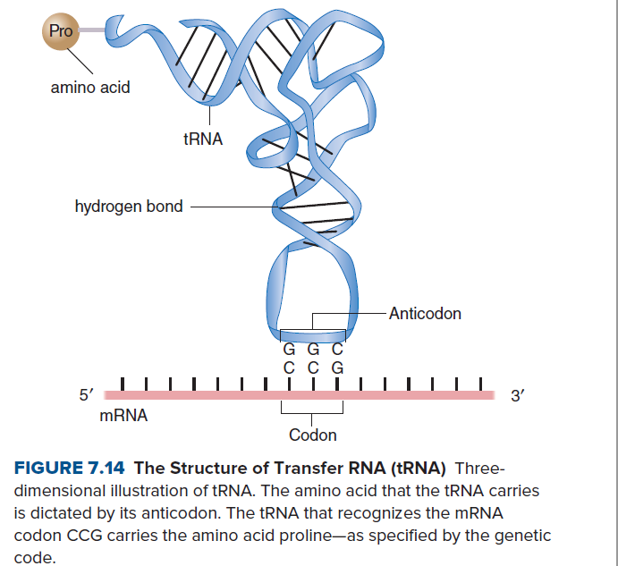 Pro
amino acid
TRNA
hydrogen bond
- Anticodon
G G C
ссG
5'
3'
MRNA
Codon
FIGURE 7.14 The Structure of Transfer RNA (TRNA) Three-
dimensional illustration of tRNA. The amino acid that the tRNA carries
is dictated by its anticodon. The TRNA that recognizes the MRNA
codon CCG carries the amino acid proline-as specified by the genetic
code.

