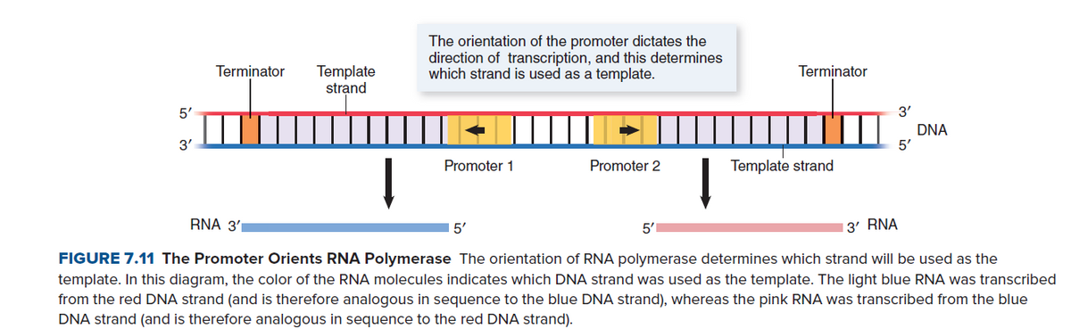 The orientation of the promoter dictates the
direction of transcription, and this determines
which strand is used as a template.
Template
strand
Terminator
Terminator
5'
3'
DNA
5'
3'
Promoter 1
Promoter 2
Template strand
RNA 3'
5'
5'
13' RNA
FIGURE 7.11 The Promoter Orients RNA Polymerase The orientation of RNA polymerase determines which strand will be used as the
template. In this diagram, the color of the RNA molecules indicates which DNA strand was used as the template. The light blue RNA was transcribed
from the red DNA strand (and is therefore analogous in sequence to the blue DNA strand), whereas the pink RNA was transcribed from the blue
DNA strand (and is therefore analogous in sequence to the red DNA strand).
