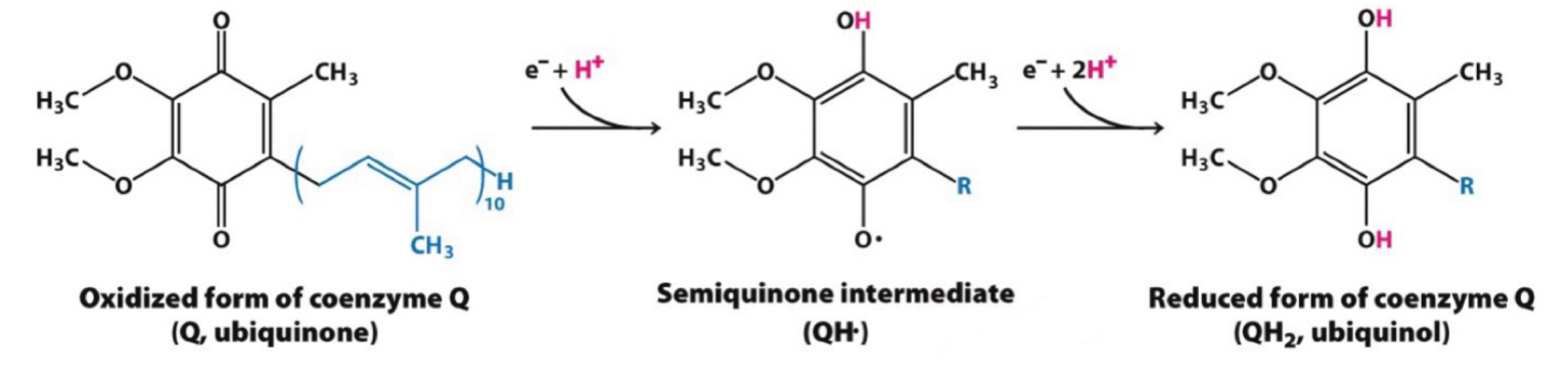 CH3
e+ H*
CH, e+ 2H*
-CH3
H3C
H3C
H3C
H3C
H3C,
H3C,
`R
`R
10
CH3
OH
Semiquinone intermediate
Oxidized form of coenzyme Q
(Q, ubiquinone)
Reduced form of coenzyme Q
(QH2, ubiquinol)
(QH)
