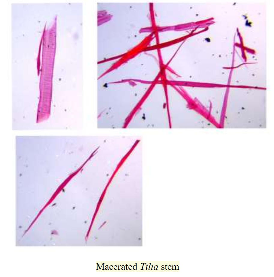 Macerated Tilia stem
