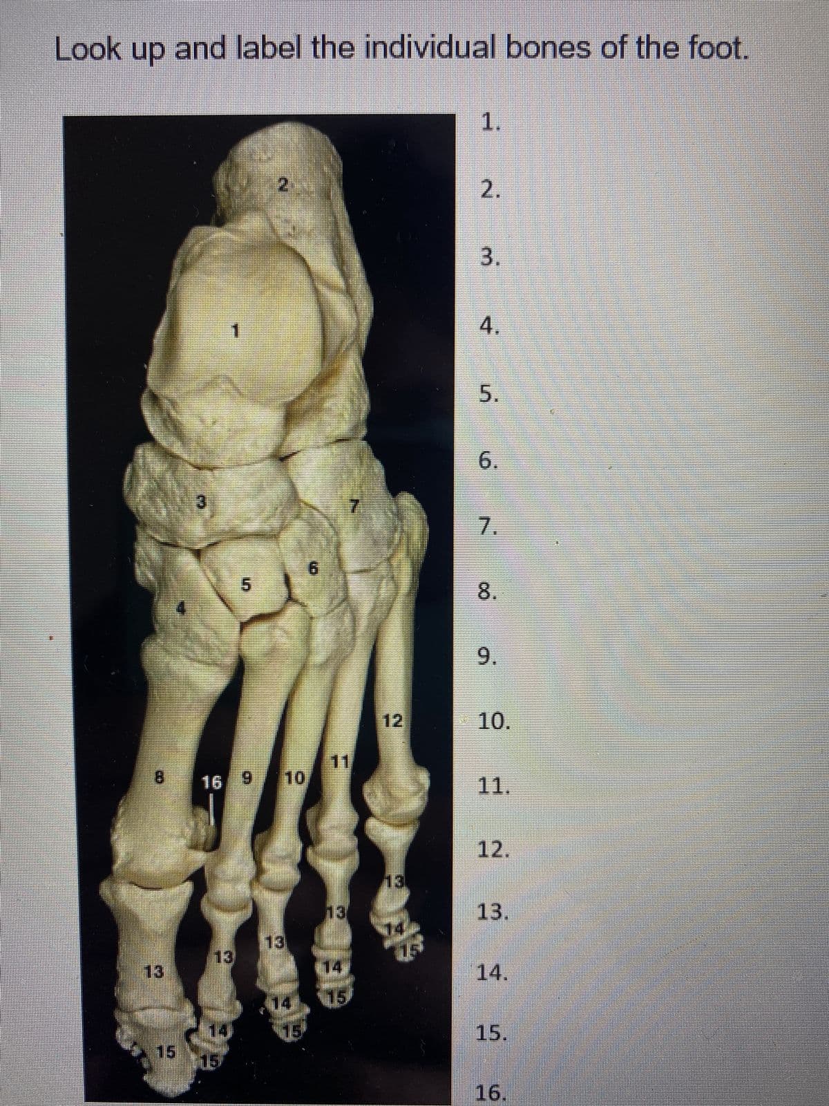 Look up and label the individual bones of the foot.
13
15
16 9 10
13
5
15
15
E
PUED
2
1.
2.
3.
4.
5.
6.
7.
8.
9.
10.
11.
12.
13.
14.
15.
16.