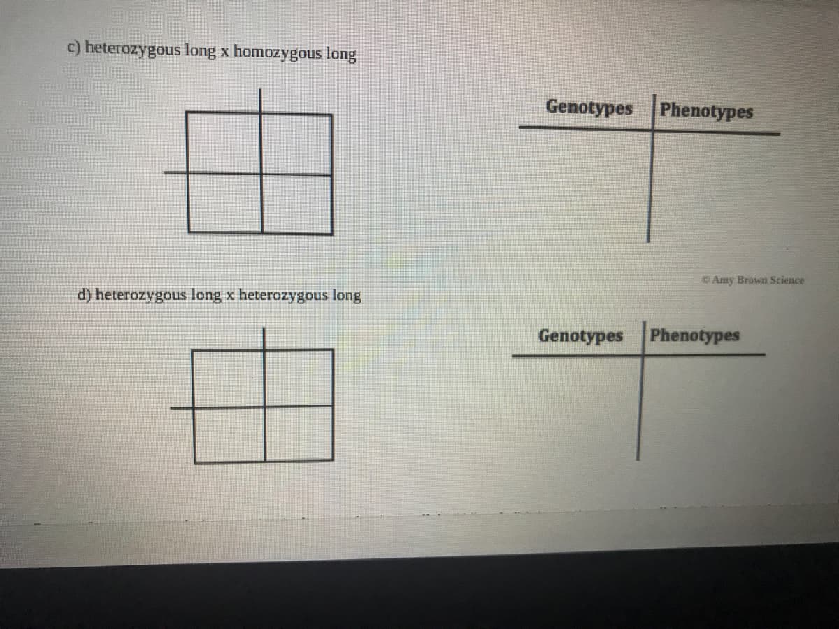 c) heterozygous long x homozygous long
Genotypes Phenotypes
Amy Brown Science
d) heterozygous long x heterozygous long
Genotypes Phenotypes
