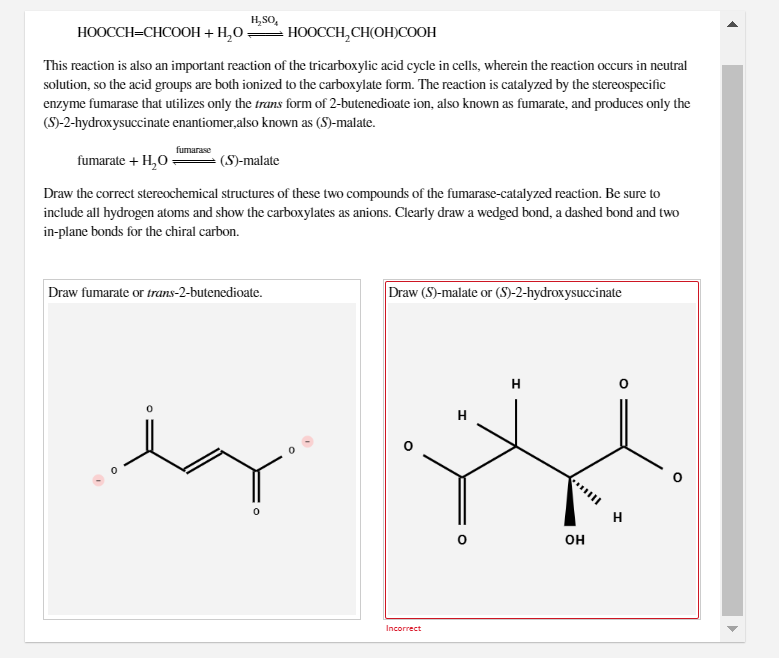 H,SO,
HOOCCH,CH(OH)COOH
НООССH-CHCOOН + Н,О
This reaction is also an important reaction of the tricarboxylic acid cycle in cells, wherein the reaction occurs in neutral
solution, so the acid groups are both ionized to the carboxylate form. The reaction is catalyzed by the stereospecific
enzyme fumarase that utilizes only the trans form of 2-butenedioate ion, also known as fumarate, and produces only the
(S)-2-hydroxysuccinate enantiomer,also known as (S)-malate.
fumarase
fumarate + H,O
(S)-malate
Draw the correct stereochemical structures of these two compounds of the fumarase-catalyzed reaction. Be sure to
include all hydrogen atoms and show the carboxylates as anions. Clearly draw a wedged bond, a dashed bond and two
in-plane bonds for the chiral carbon.
Draw (S)-malate or (S)-2-hydroxysuccinate
Draw fumarate or trans-2-butenedioate.
H
H.
H
он
Incorrect
