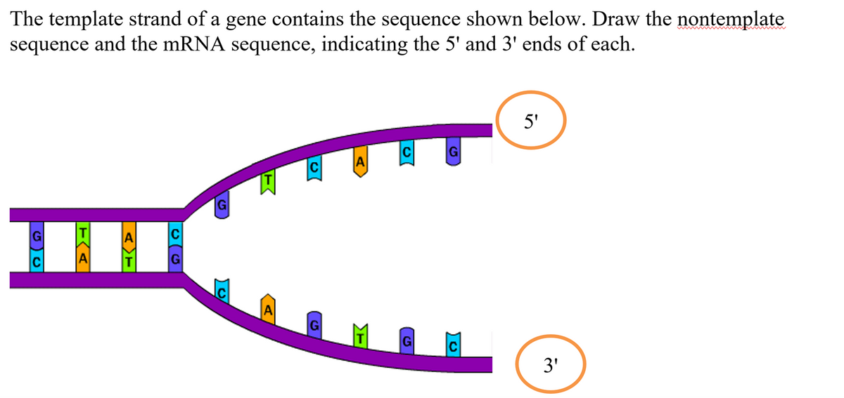 The template strand of a gene contains the sequence shown below. Draw the nontemplate
sequence and the mRNA sequence, indicating the 5' and 3' ends of each.
TA
G
5'
3'