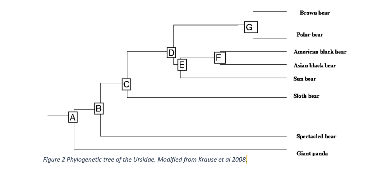 Brown bear
IG
Polar bear
D
American black bear
Asian black bear
Sun bear
Sloth bear
B
A
Spectacled bear
Giant panda
Figure 2 Phylogenetic tree of the Ursidae. Modified from Krause et al 2008,
